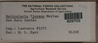 Reticularia jurana image